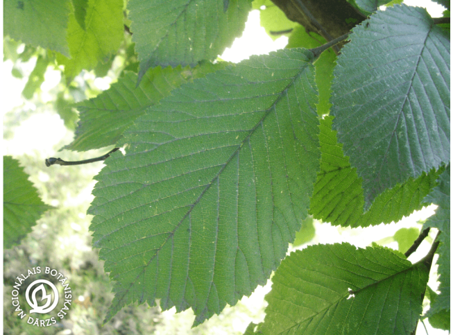 Ulmus glabra